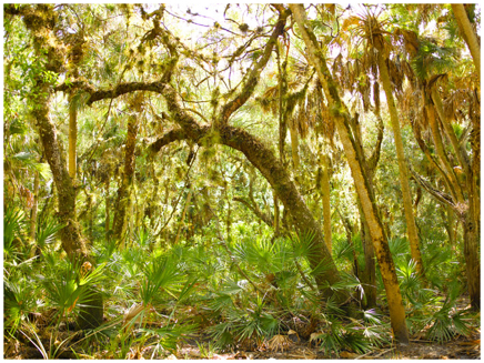 Forest_11.jpg