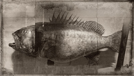 Poisson.jpg