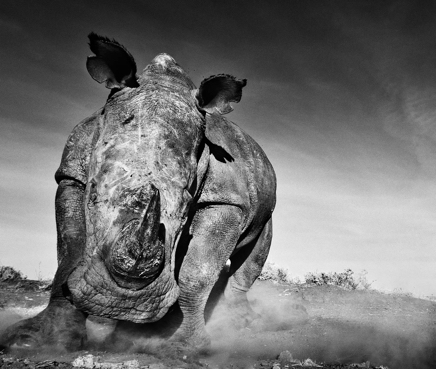 Charge © David Yarrow