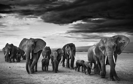 Family © David Yarrow.jpg