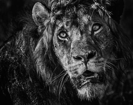 Simba © David Yarrow.jpg