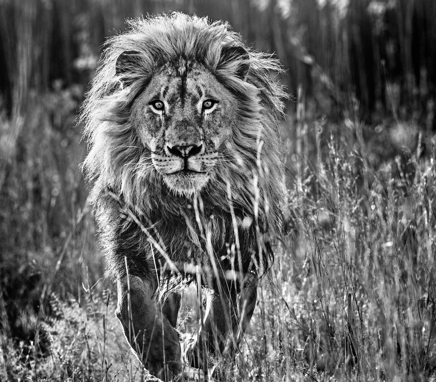 The Full Nine Yards © David Yarrow.jpg