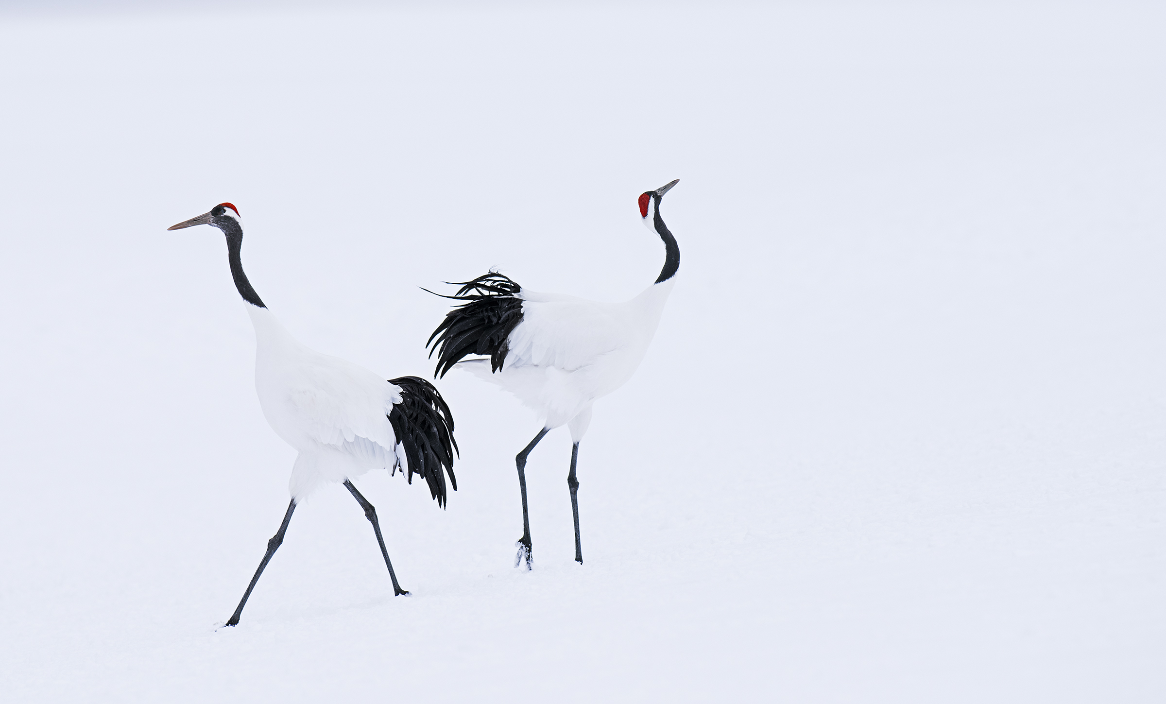 Hokkaido David Yarrow