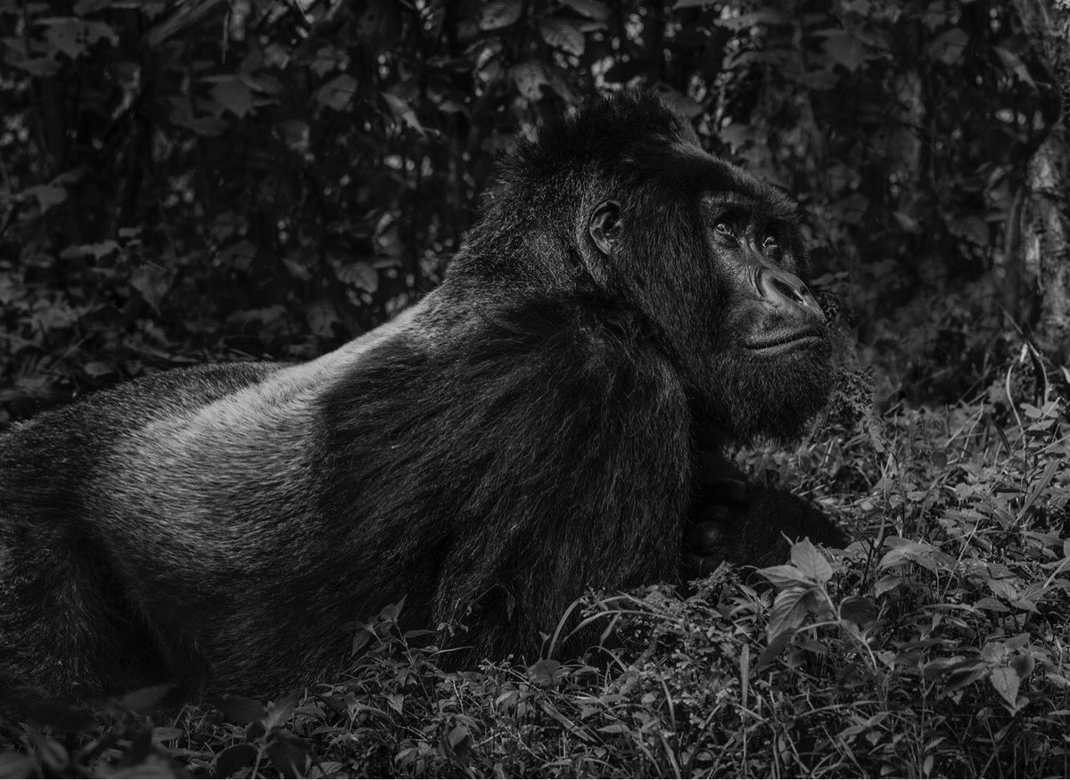 Silverback David Yarrow