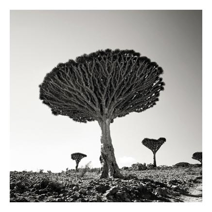 67_socotra_02.jpg