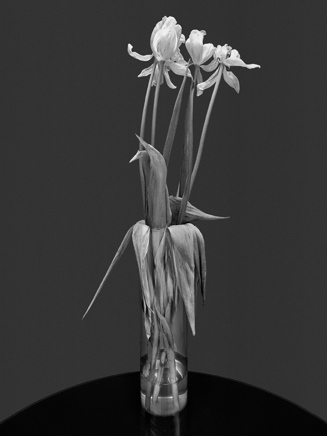 FlowersNewYorkCity1999.jpg