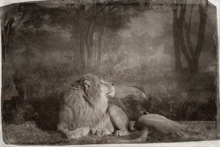 lion_couple.jpg