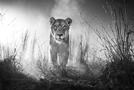 Gladiator © David Yarrow.jpg