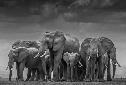 The Circle of Life © David Yarrow