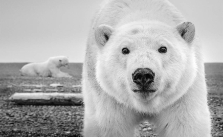 Hello © David Yarrow