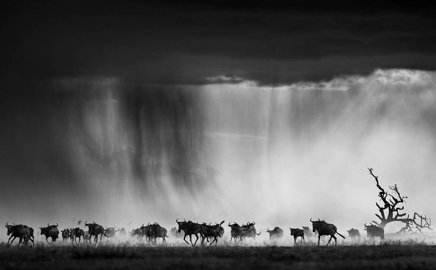 Exodus © David Yarrow