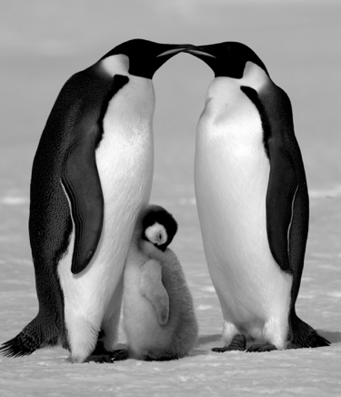 Contentment © David Yarrow.jpg
