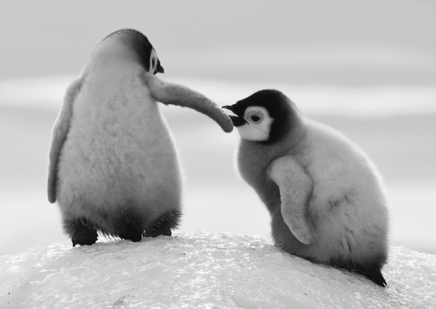 Give me a Hand © David Yarrow.JPG