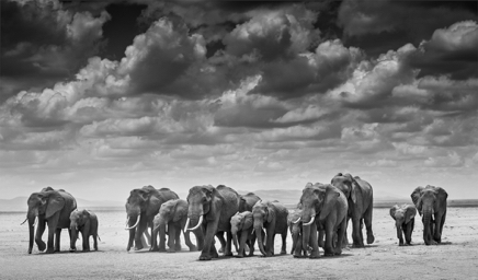 The Crossing © David Yarrow.jpg