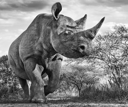 The Departed © David Yarrow.jpg