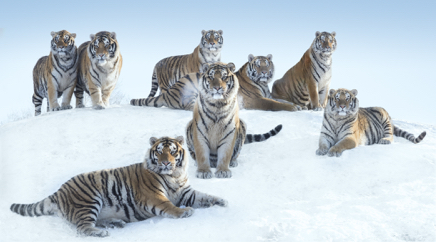 The Siberians © David Yarrow.jpg