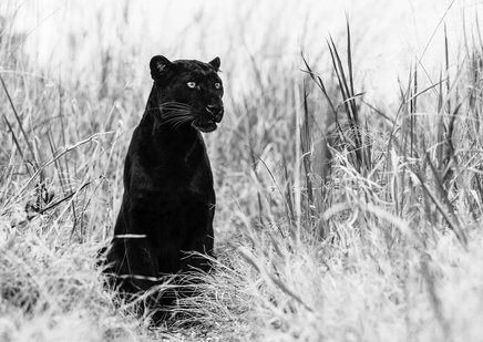 Bagheera David Yarrow