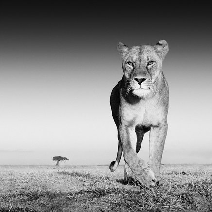 David Yarrow