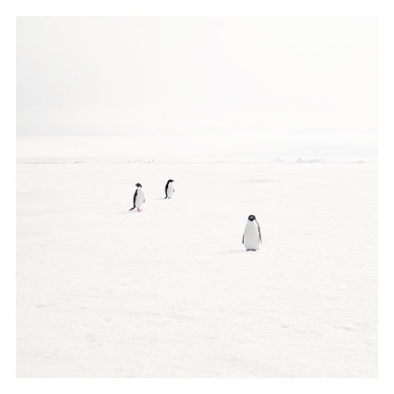 53_adeli penguins on fast ice.jpg