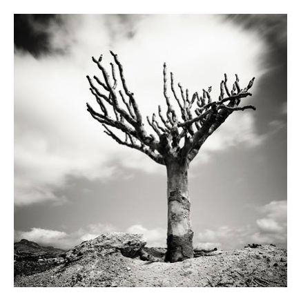 66_socotra_01.jpg