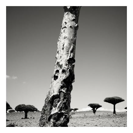 69_socotra_13.jpg