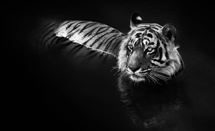 The Killer © David Yarrow