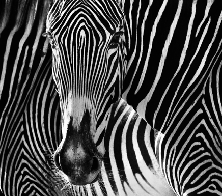 The Puzzle © David Yarrow