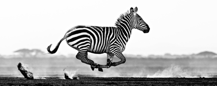 Desert Flight © David Yarrow.jpg