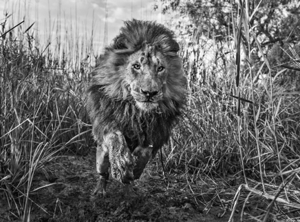 Gold © David Yarrow.jpg