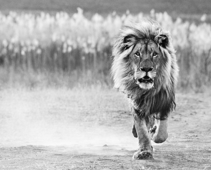 One Foot on the Ground © David Yarrow.jpg