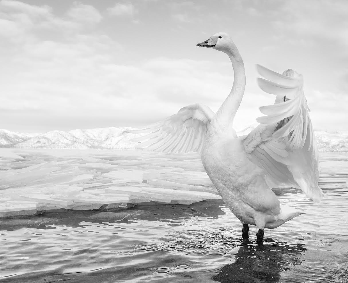 Swan Lake David Yarrow