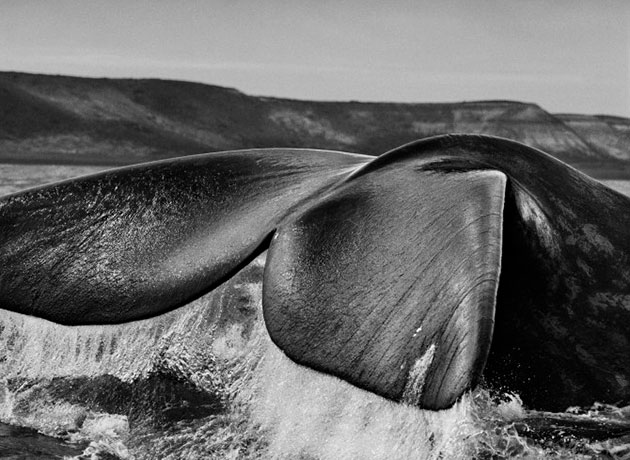 Whale, Argentina - 04-3-291-62